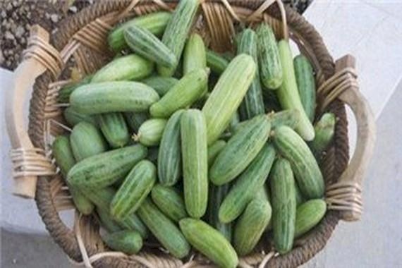 ماذا يحدث للجسم عند تناول 'الفقوس'؟