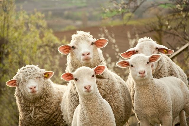 الحكومة تستجيب لمناشدة مستوردي الأغنام الحية