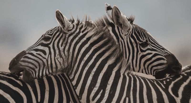 علماء يكتشفون سر خطوط الحمار الوحشي