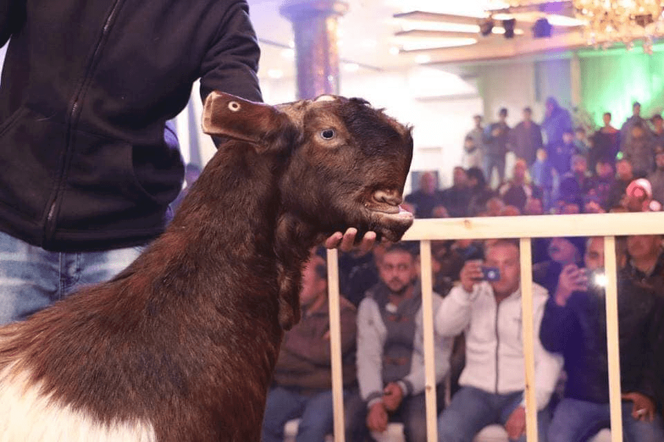 بالصور| في رام الله سعر "التيس" 76 الف شيقل ! 