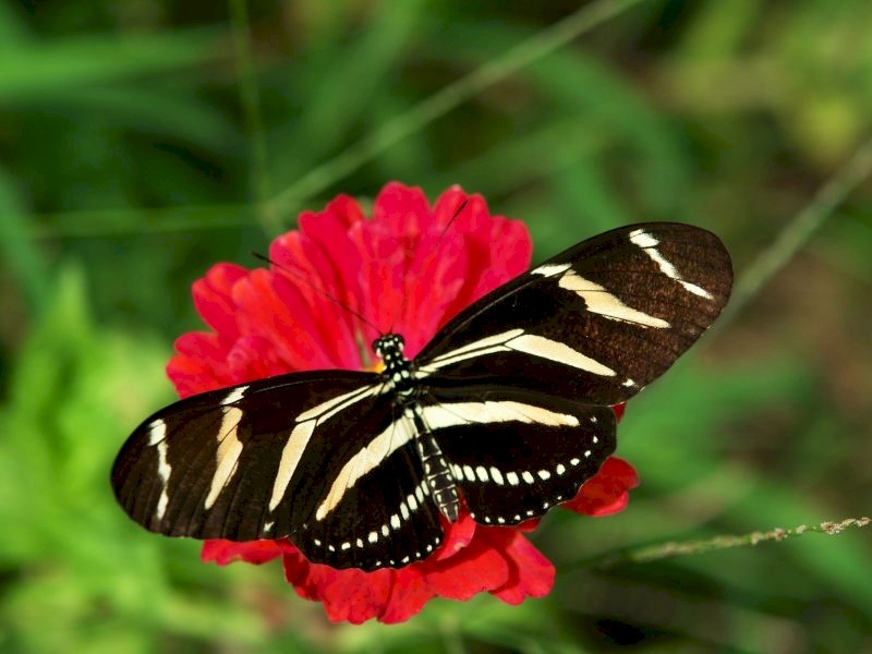 بالفيديو.. الفراشات تغزو الأردن