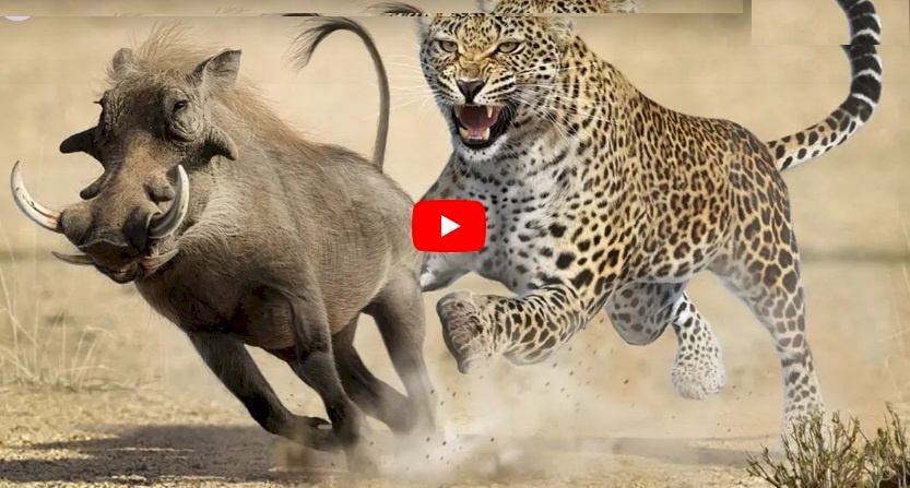 فيديو.. شاهد صراع بين فهد وفريسته