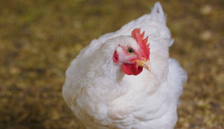 وزارة الزراعة تؤكد خلو قطاع غزة من انفلونزا الطيور