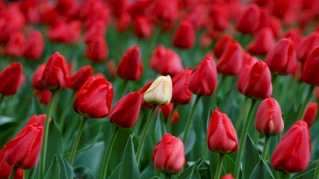10 آلاف دولار غرامة لمن يقطف زهرة نادرة في هذا البلد