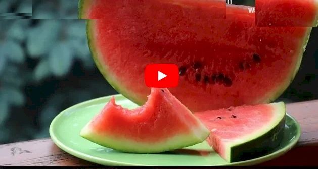 مع بداية موسم البطيخ.. اليكم هذه الفيديو