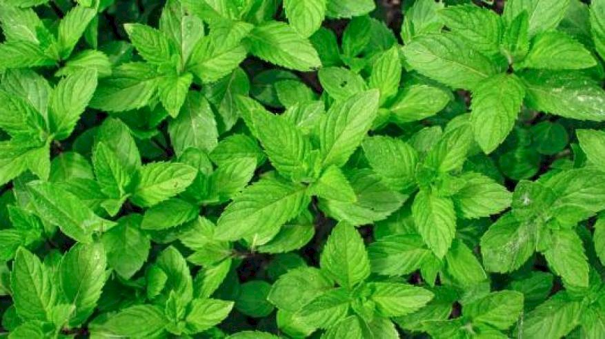 ما خطورة ورق النعناع على الرجال