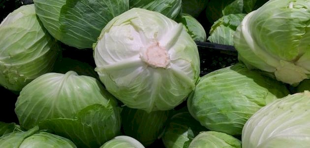 استخدام الملفوف لعلاج أعراض التهاب المفاصل