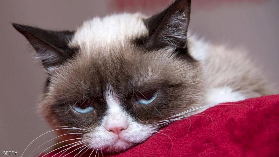 "القط الغاضب" يفارق الحياة ويترك "ثروة كبيرة"
