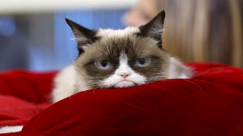 رحيل "غرامبي كات" أشهر قطة عابسة