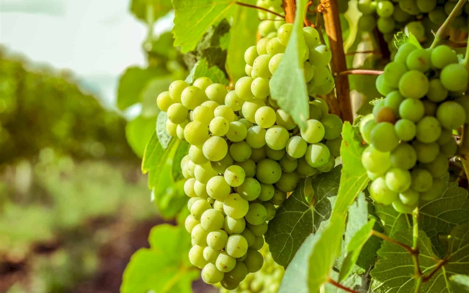 فائدة ثمينة لفاكهة العنب