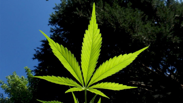 بعد أن حير العلماء.. الكشف عن أصل وموطن الحشيش