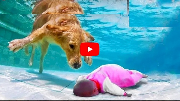 فيديو.. كلاب مدربة على إنقاذ حياة أصحابها بشكل لا يصدق !!