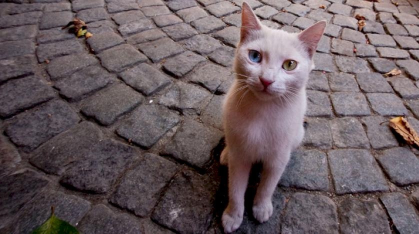 الصحة تُوضح حقيقة اصابة القطط والكلاب بأمراض قاتلة للانسان