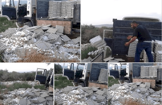 حقيقة انخفاض اسعار البيض 