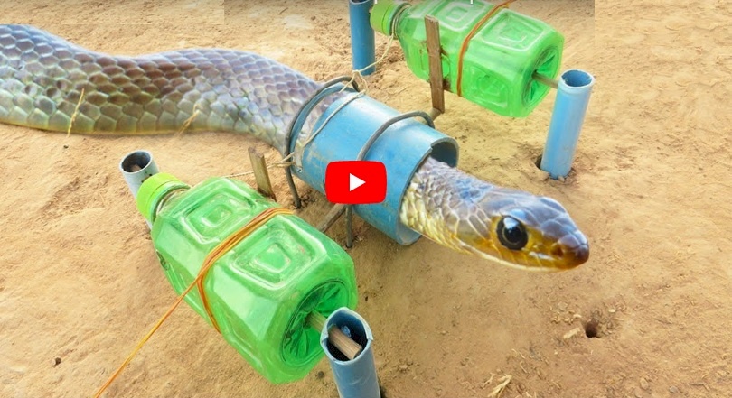 بالفيديو...شاب ينشر طريقة بدائية لصيد الأفاعي