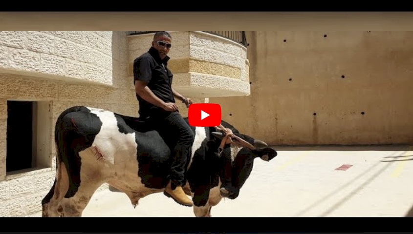 بالفيديو.. في فلسطين "عجل" يكسر سيارة ومكتبأ