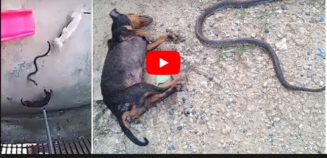 فيديو.. كلب يضحي بحياته لإنقاذ طفلة من أفعى خطيرة