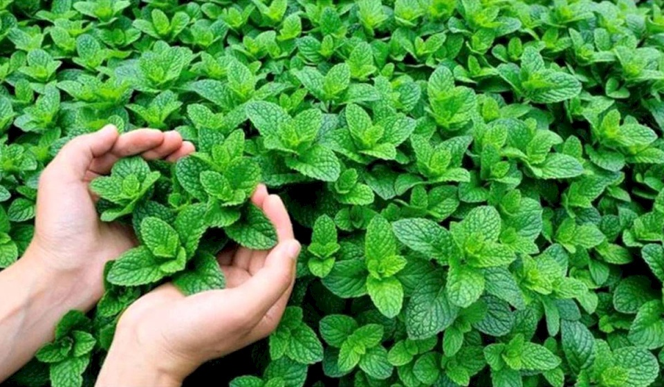 لماذا يجعل النعناع أفواهنا باردة