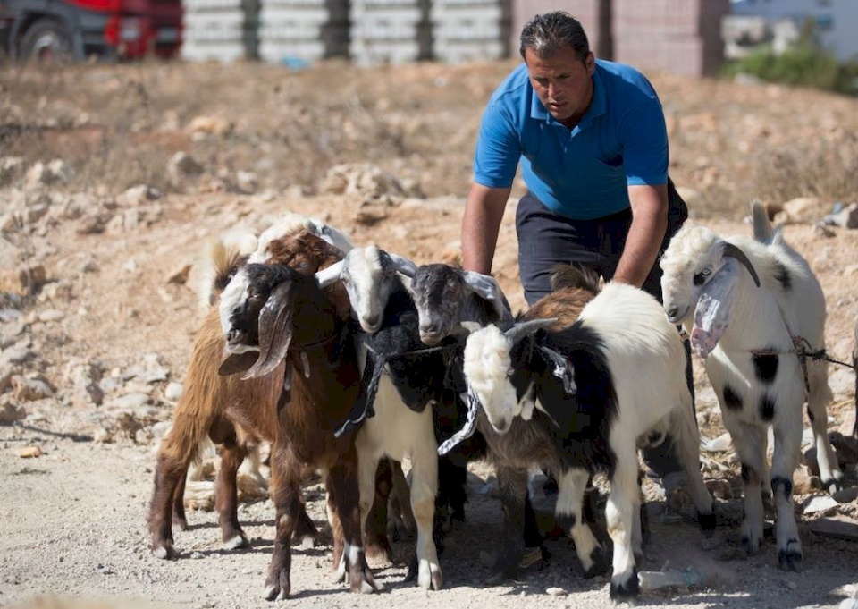 نسبة بيع الأضاحي في رام الله والبيرة 0%