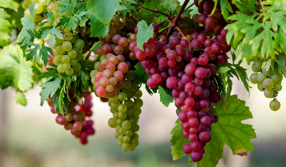 العنب علاج فعال لهذا المرض