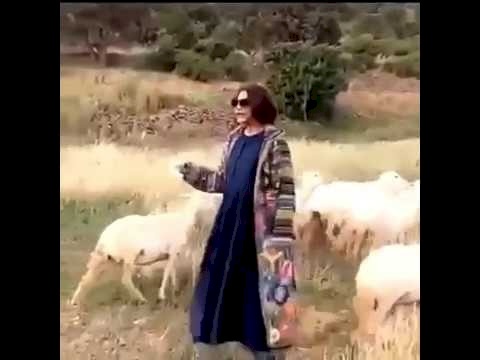 شاهد: الفنانة احلام ترعى الغنم في السعودية