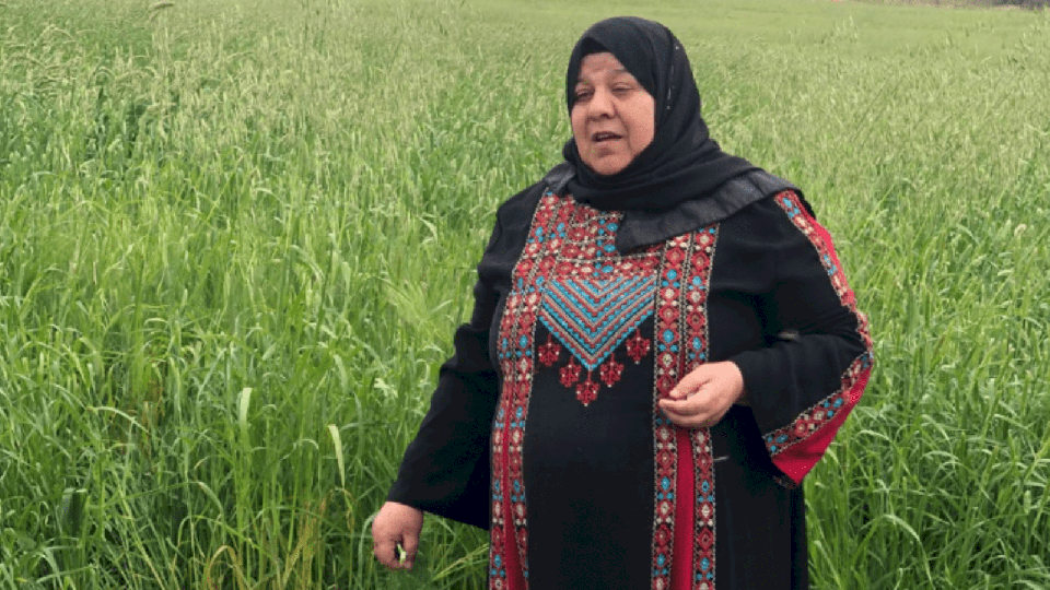 صور: شركة الأرض تتحول الى أكبر مصدر لزيت الزيتون الفلسطيني