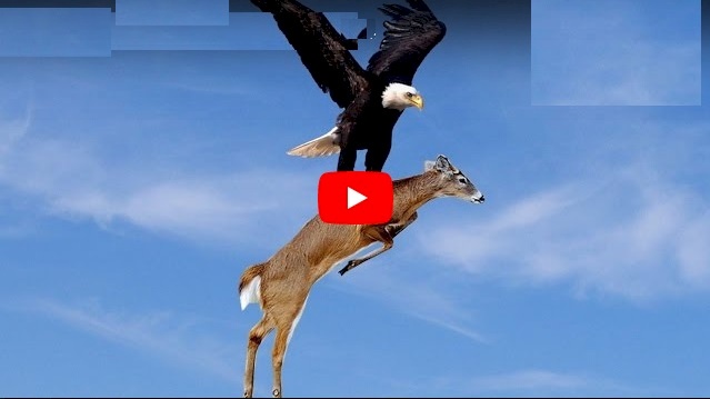 فيديو.. نسر يصطاد ماعز  بطريقة عجيبة!