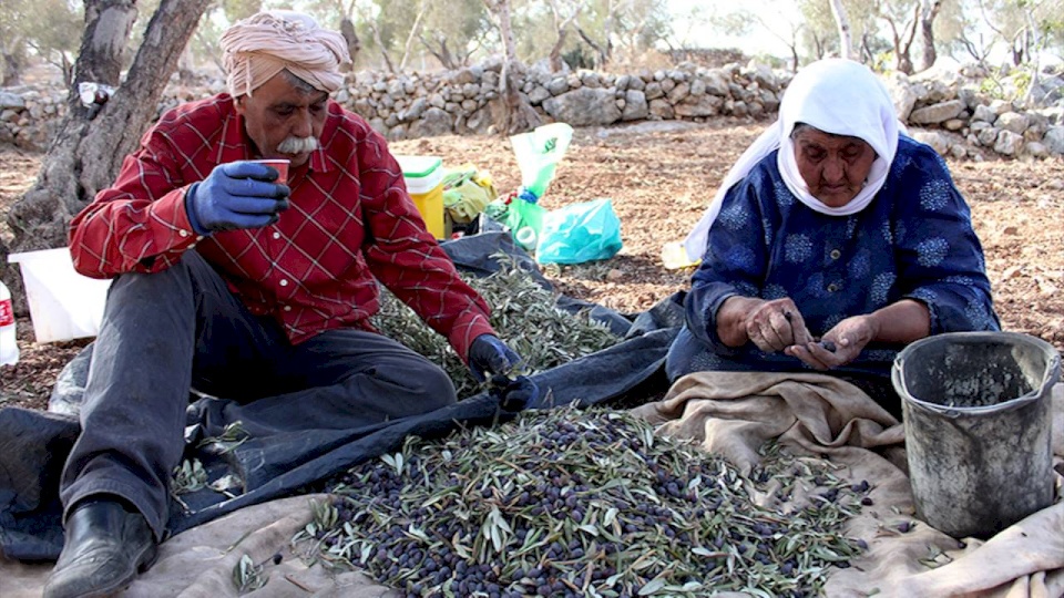 كيف سيكون موسم الزيتون والزيت العام الحالي ؟