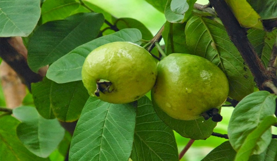 عليكم بالجوافة.. لهذه الاسباب