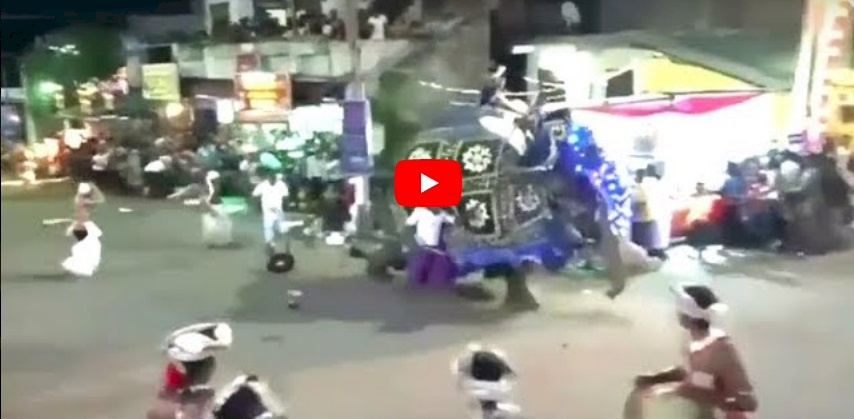 شاهد: فيل شرس يدهس 18 شخصًا
