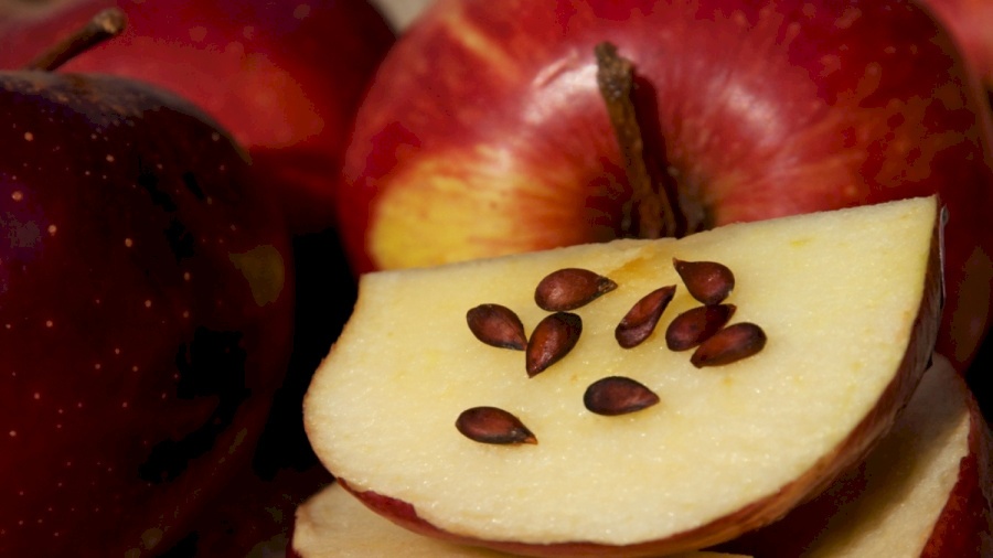 احذر مضغ بذور التفاح