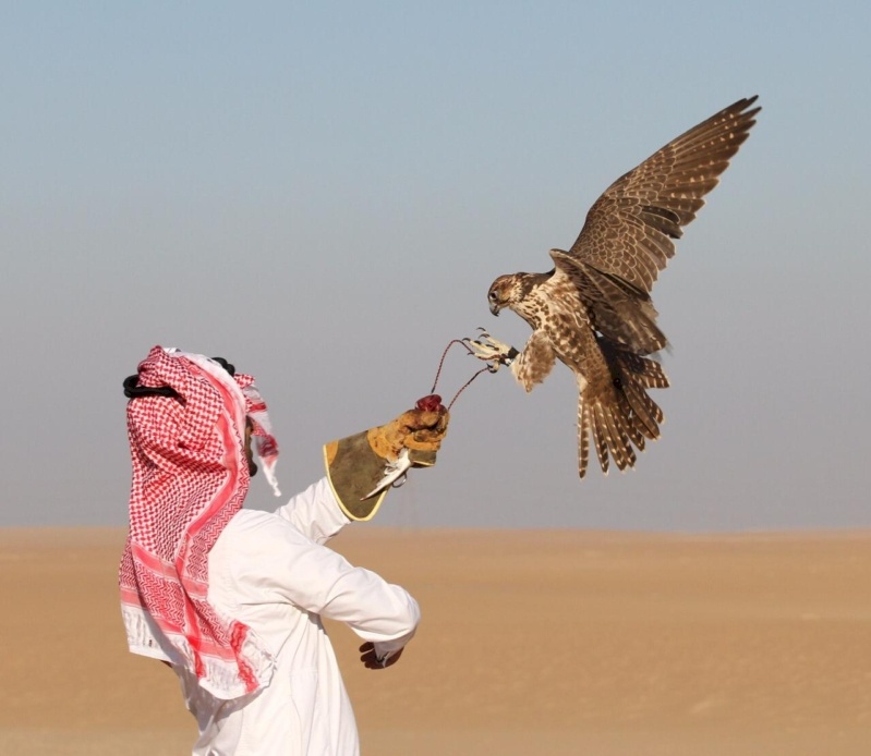 فيديو.. بيع 5 صقور بأكثر من 370 ألف ريال سعودي