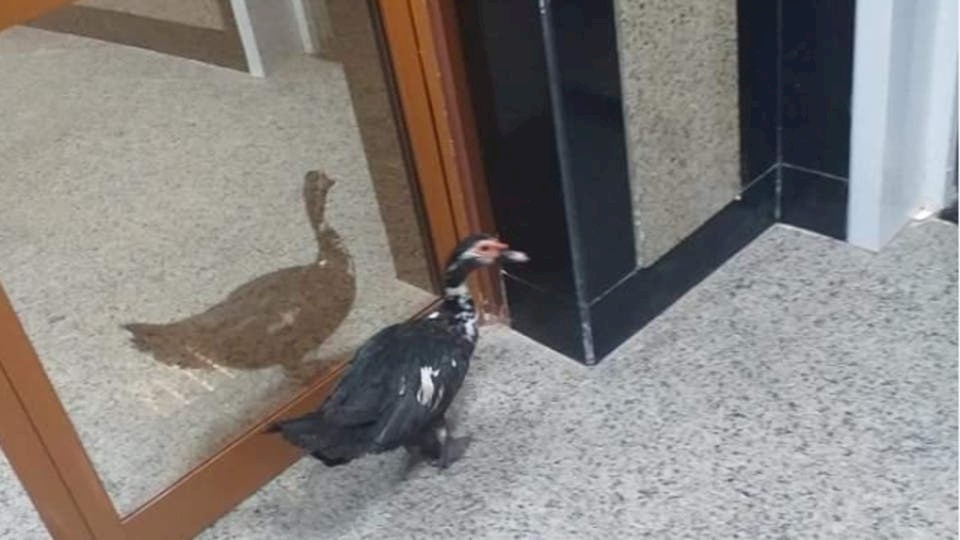 بطة تتجول في مستشفى مصري "فخم"
