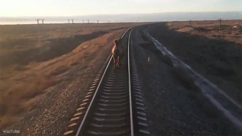 فيديو طريف- "جمل عنيد" يؤخر قطاراً ساعة