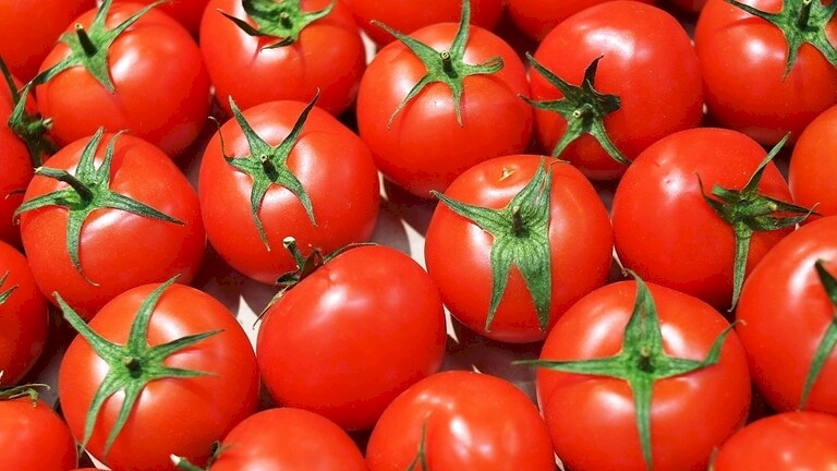 الأطباء: البندورة ليست مفيدة دائماً