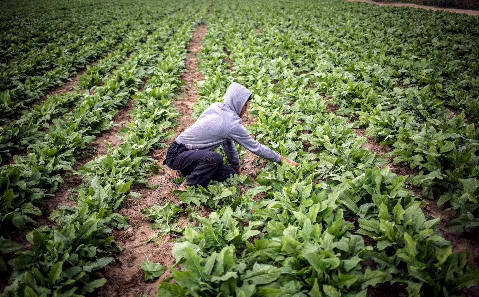 كورونا يُلحق أضراراً بالغة بالقطاع الزراعي الفلسطيني