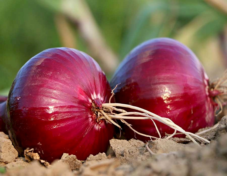 هام جدا..البصل قد يسبب السرطان