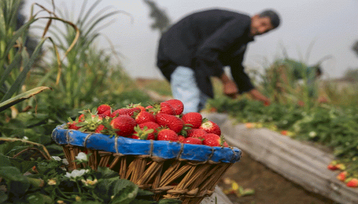 العمليات المركزية: اعتقال مهربي "فراولة وبرتقال"
