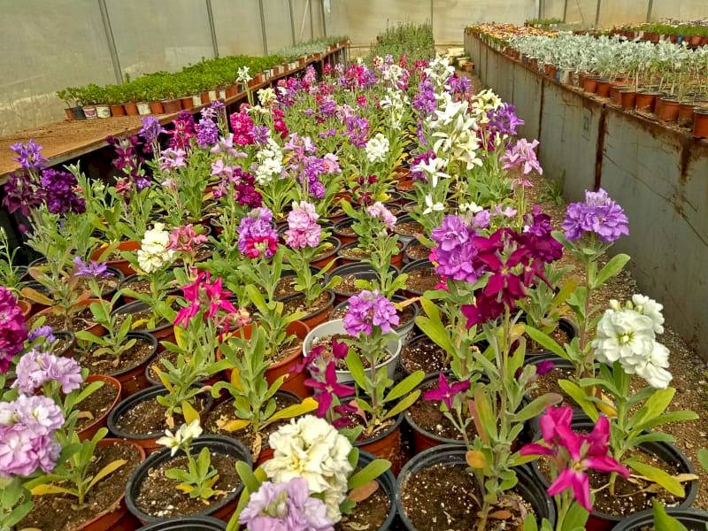 مشتل بلدية رام الله ينتج 40 ألف شتلة سنوياً لتجميل المدينة