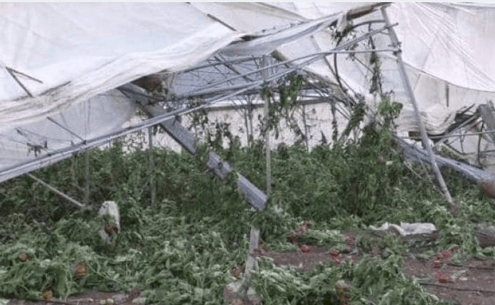 بعد المنخفض- الزراعة: سنقف مع المزراعين المتضررين