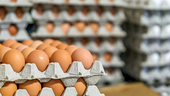 الاقتصاد تغلق محلاً باع كرتونة البيض بــ 25 شيقلاً