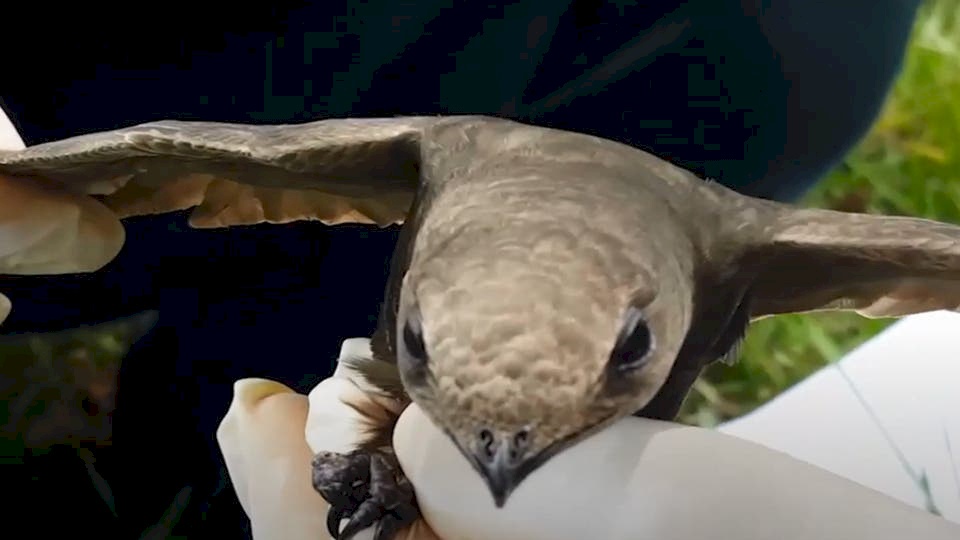 فيديو.. ما قصة طائر الأبابيل الذي عثر عليه بالجزائر؟