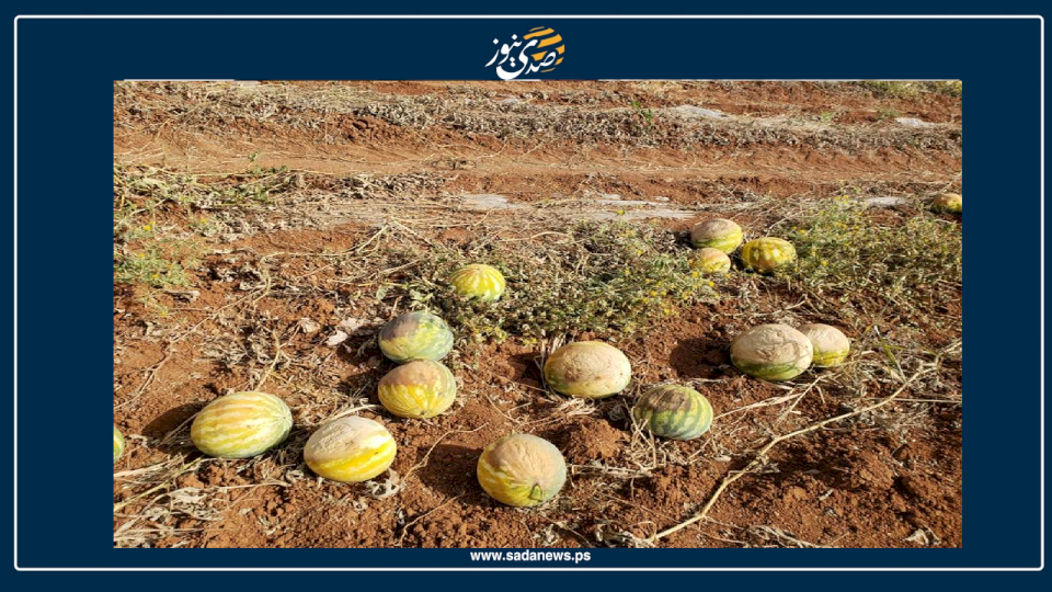 خاص: البطيخ "الاسرائيلي" يستهدف موسم البطيخ الفلسطيني
