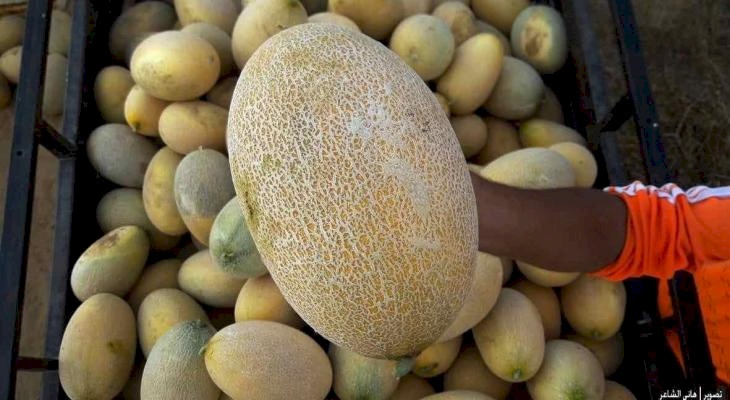 بعد أنباء عن حالات تسمم .. هل بطيخ وشمام غزة آمن؟ 