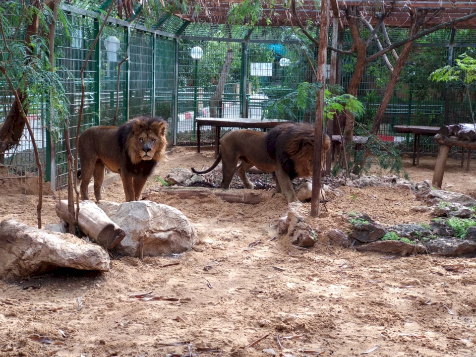 كورونا يعودُ بالخير على حديقة الحيوانات في قلقيلية