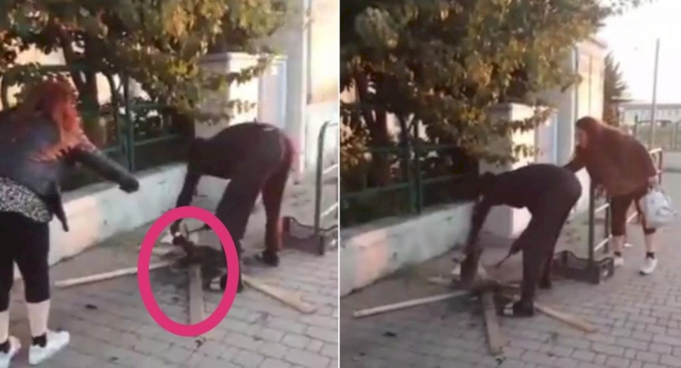 فيديو: رجل يشوي قطة في الشارع في مشهد وحشي مخيف