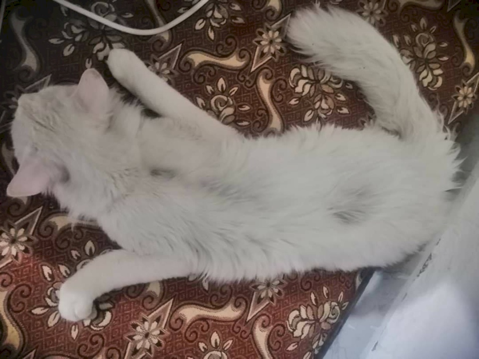 صور: بجريمة لا يمكن تصورها .. إختطاف " قط " واغتصابه في عمان !