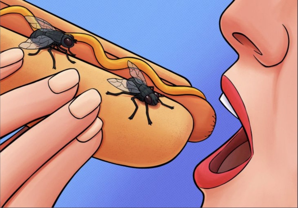 لا تتجاهل الأمر.. ماذا يفعل الذباب إذا وقف على طعامك؟