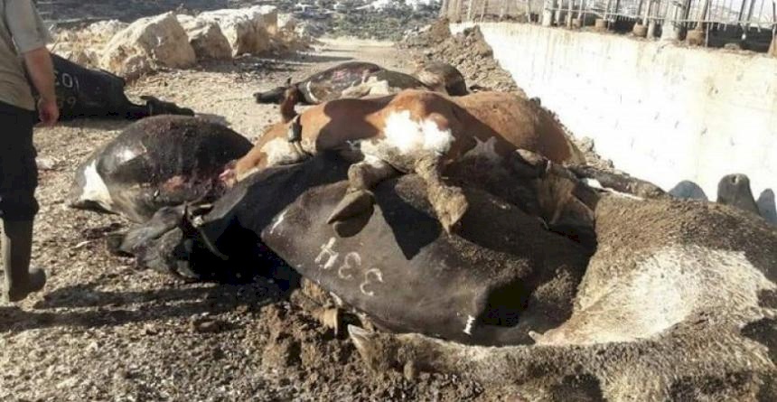 اتحاد شركات توريد الاغذية يدين الاعتداء على مزرعة الجنيدي