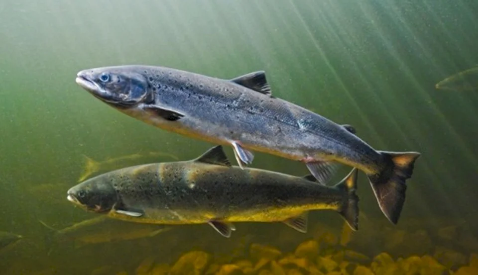 6 Types of Fish That Naturally Boost Vitamin "D"